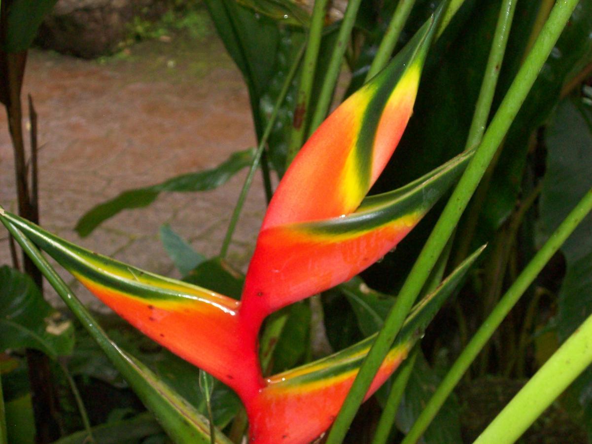 Forest Lodge Uvita Bagian luar foto