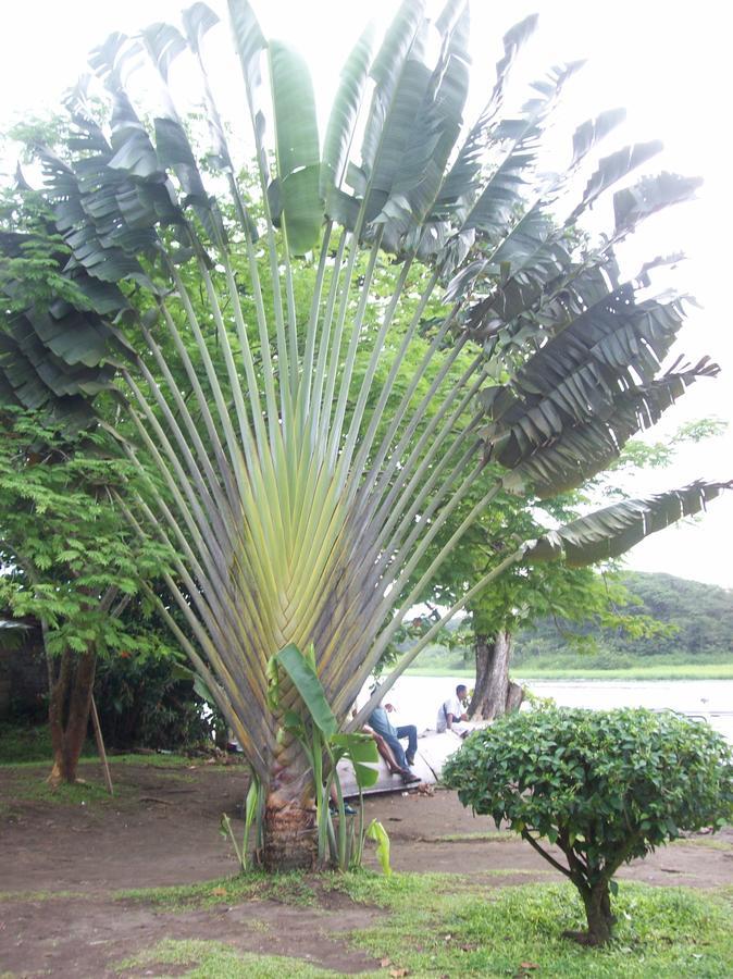 Forest Lodge Uvita Bagian luar foto